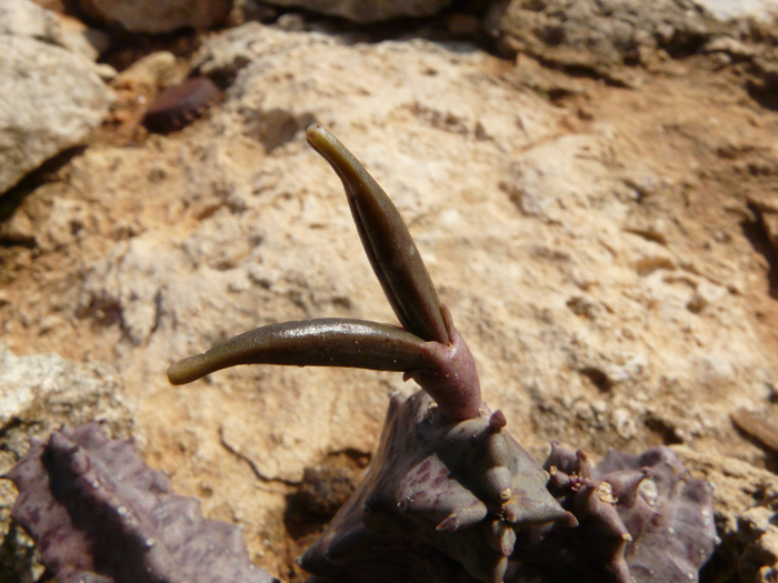 Apteranthes (=Caralluma) europaea / Fior di Tigre